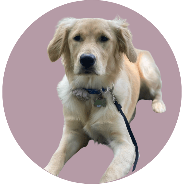 Therapist Charlotte NC | Monroe Therapist | Stegall Counseling Meet Our Therapy Dog in Training: Layla