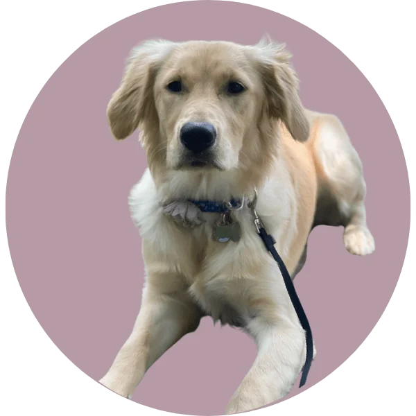 Therapist Charlotte NC | Monroe Therapist | Stegall Counseling Meet Our Therapy Dog in Training: Layla Therapist Charlotte NC | Monroe Therapist | Stegall Counseling Meet Our Therapy Dog in Training: Layla